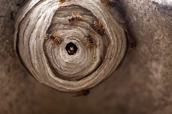 WASP гніздо — стокове фото