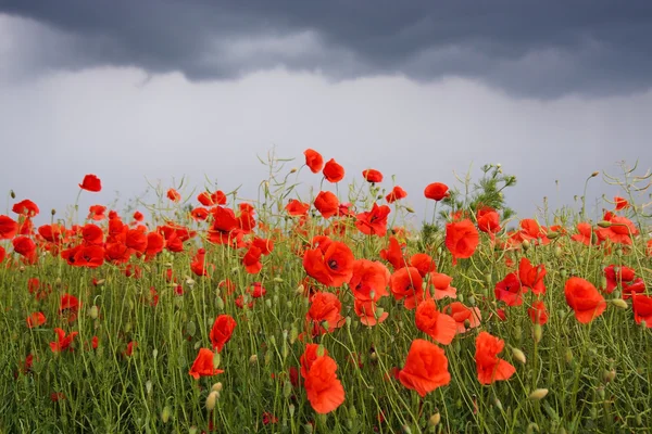 stock image Field of poppies
