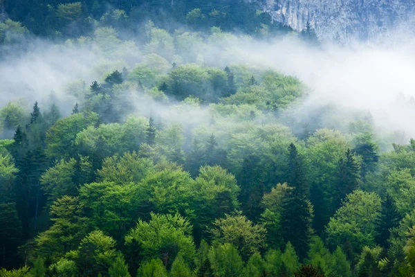 Чудовий зелений ліс в тумані — стокове фото