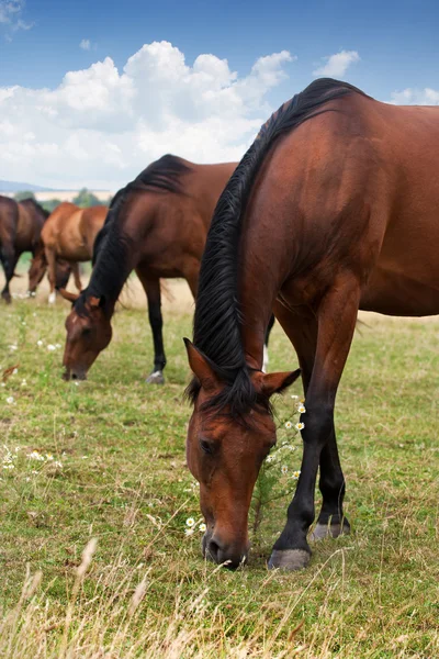 Табун коней — стокове фото
