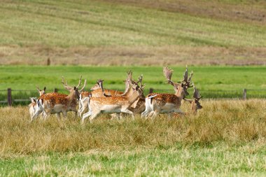 Herd of fallow deer clipart