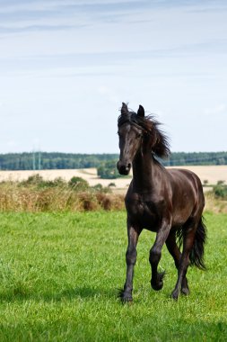 Friesian horse clipart