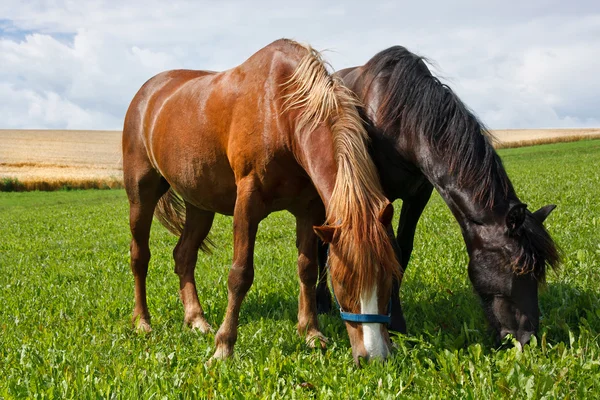 Grazende paarden — Stockfoto