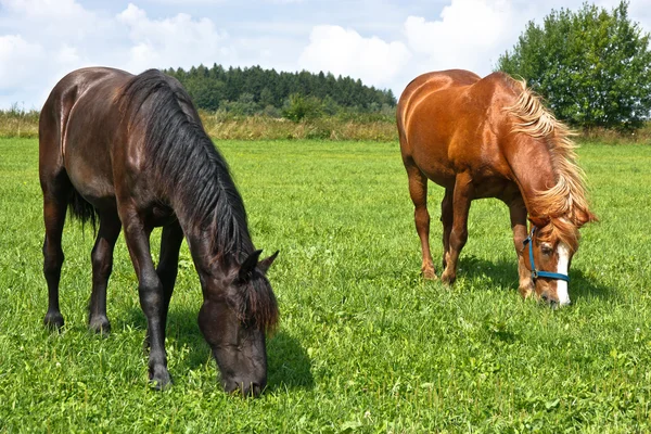 Cavalos de engomar — Fotografia de Stock