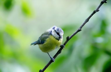 Bird (shrike) sitting on a branch clipart