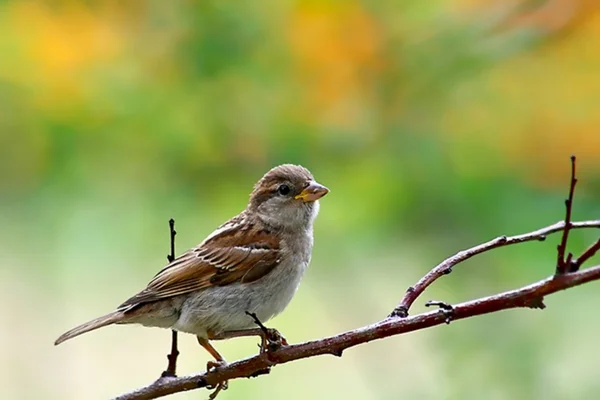 Bird (shrike) sitting on a branch — Stock Photo, Image