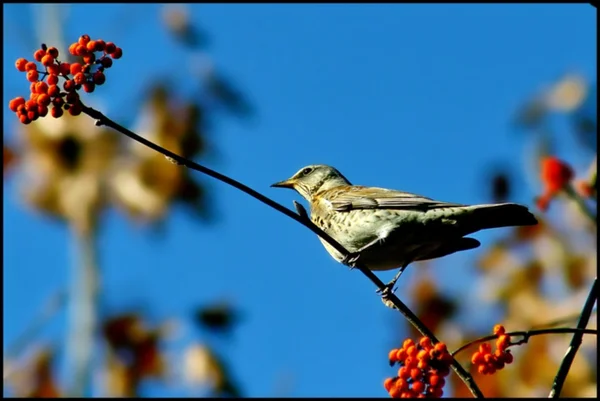 Ptak (Dzierzba) siedzi na gałęzi — Zdjęcie stockowe