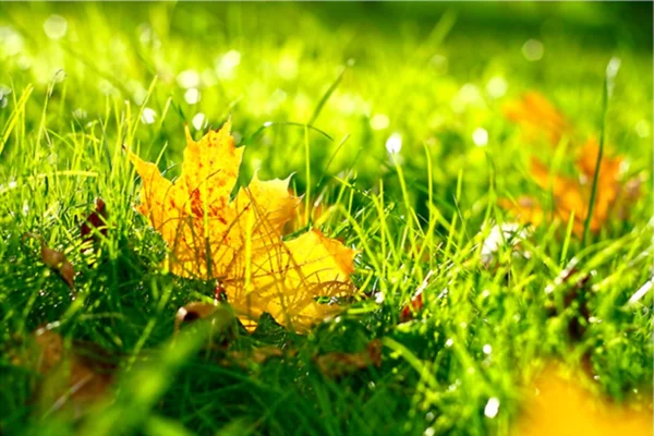 चमकीले हरे घास पर गिरने वाली पत्तियां — स्टॉक फ़ोटो, इमेज