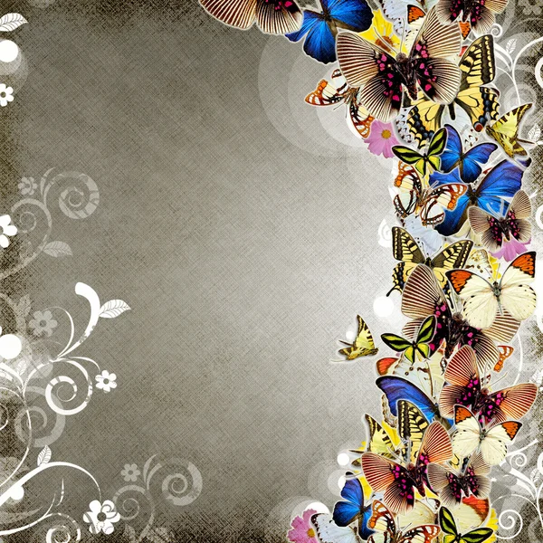 Grunge 美丽彩色抽象与蝴蝶和华丽 — 图库照片