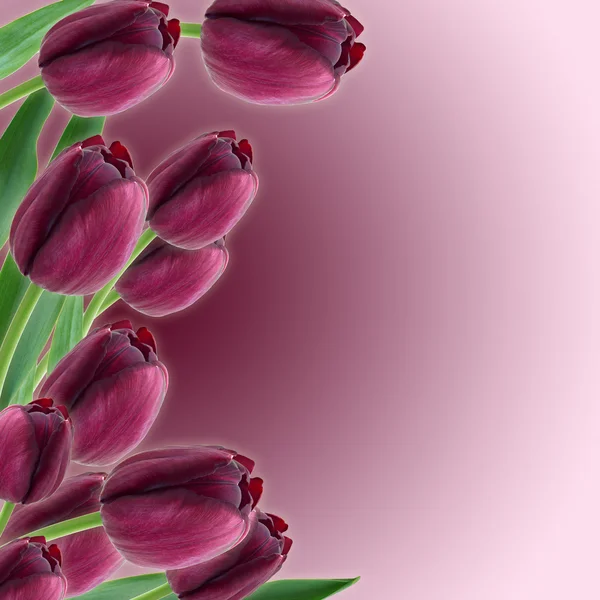 Tulips Spring border design — Stock Photo, Image