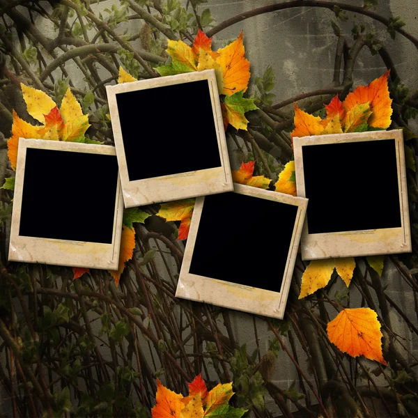 Película vieja en blanco y hoja de otoño — Foto de Stock