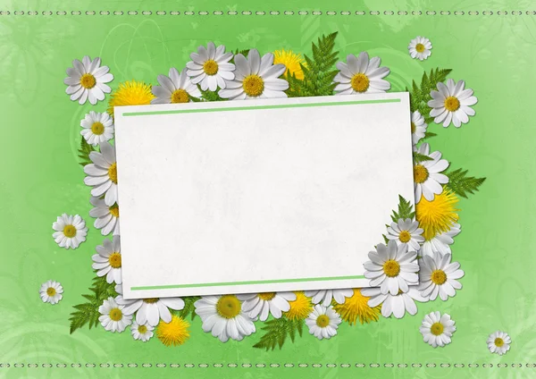 Daisy card — Stock Photo, Image