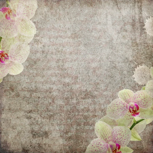 Винтажная карта с орхидеями розового и бежевого цветов — стоковое фото