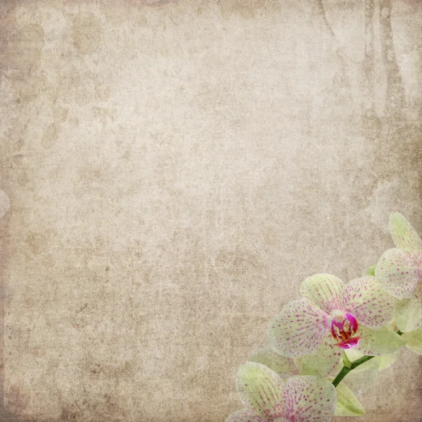 Vintage card with orchids in pink and beige colors — Stock Photo, Image