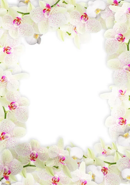 Świeże granicy orchidea — Zdjęcie stockowe