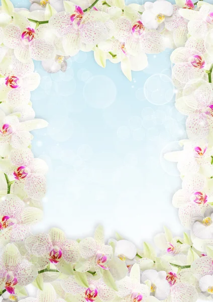 新鲜兰花边框 — 图库照片