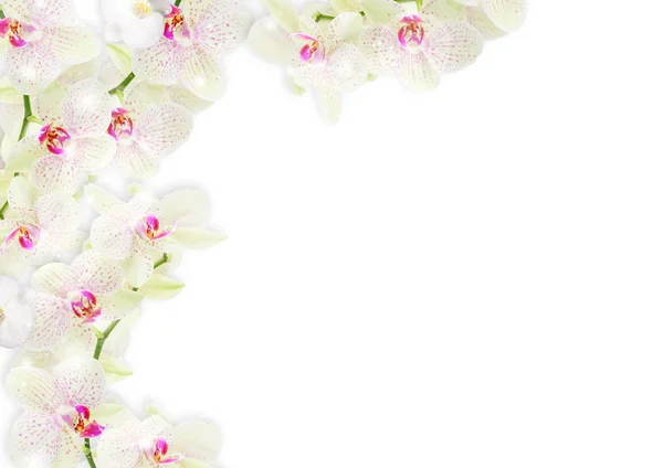 Fronteira fresca das orquídeas — Fotografia de Stock