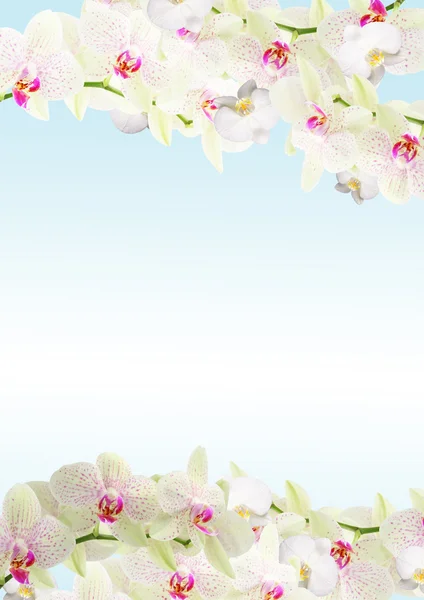 新鲜兰花边框 — 图库照片