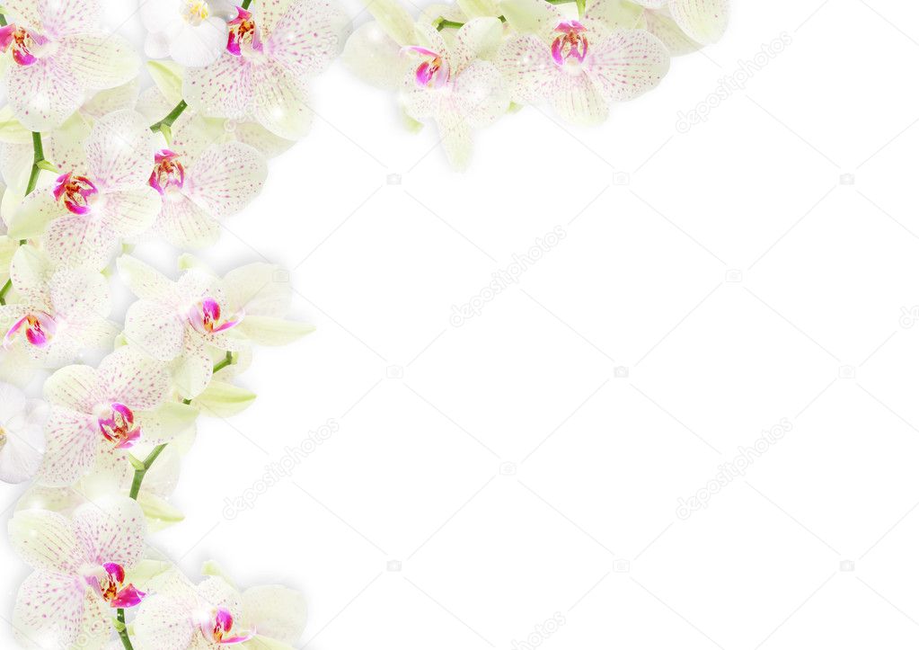 Fresh orchid border