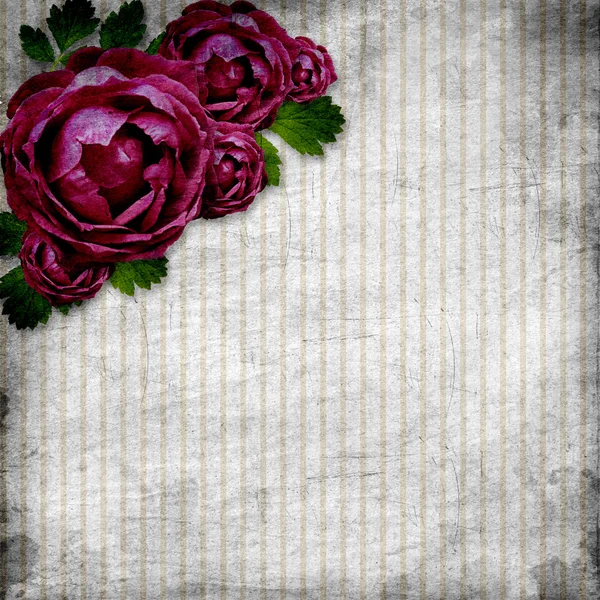 Roses on the grunge striped background — Stock Photo, Image