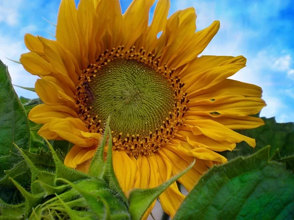 Beautiful sunflower with green leaves — Stock Photo, Image