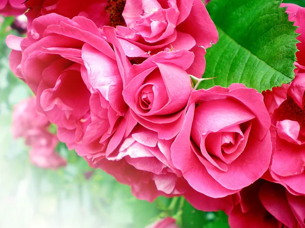Közeli kép a gyönyörű vörös rózsa — Stock Fotó