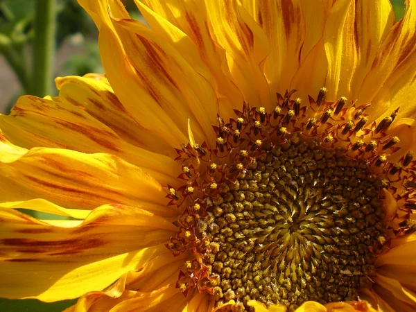 Kaunis auringonkukka vihreät lehdet — kuvapankkivalokuva