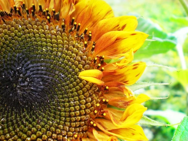 Beautiful sunflower with green leaves — Stock Photo, Image