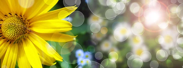 Summer banner with daisy in green grass — Stock Photo, Image