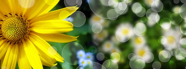 Summer banner with daisy in green grass — Stock Photo, Image