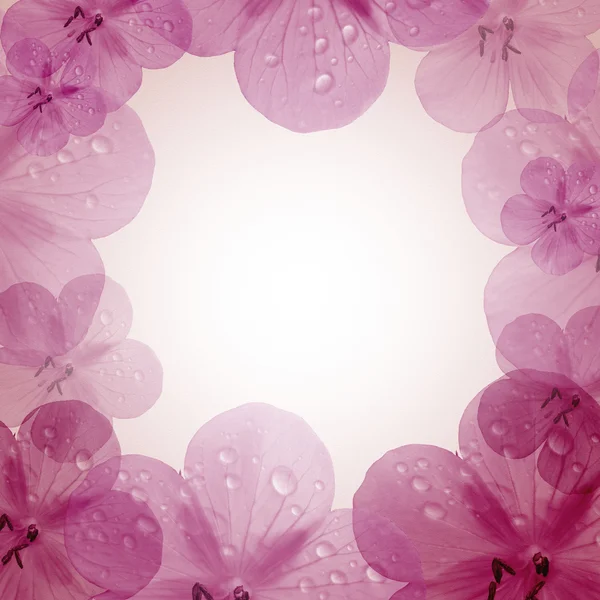 Moldura de flor rosa com espaço de cópia — Fotografia de Stock