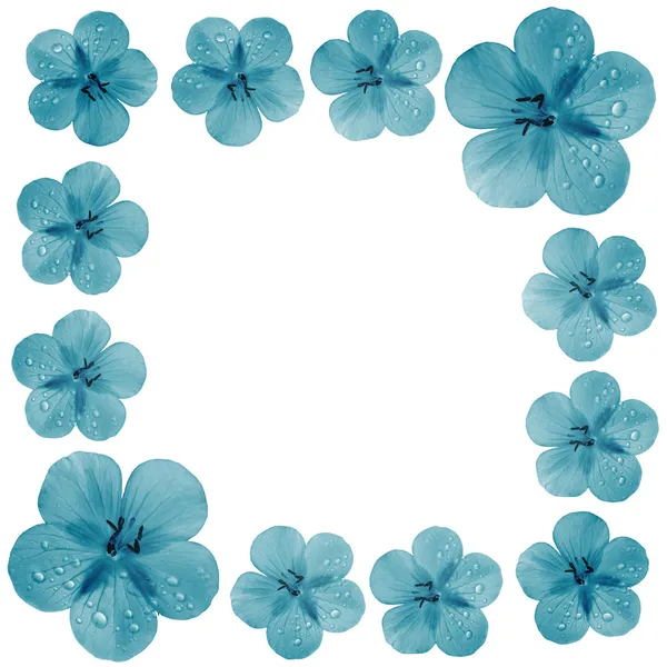 Синие цветы в рамке с бланшированным пространством — стоковое фото