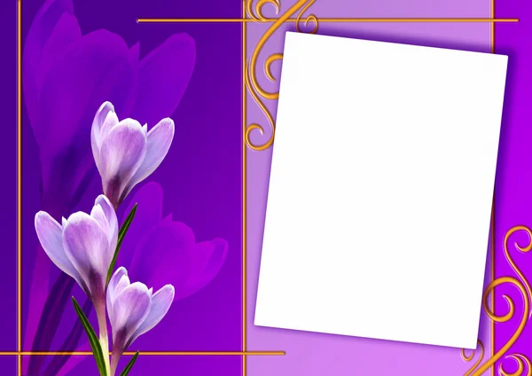 Card of Crocus flowers — Stock Photo, Image