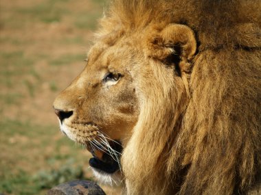 Lion Löwe León
