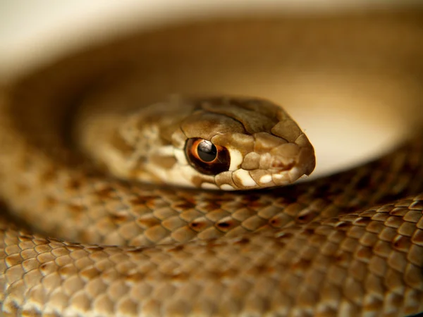 stock image Snake Vibora Viper