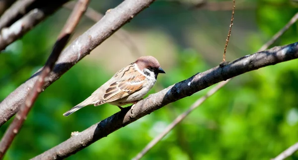 Vrabec na větvi — Stock fotografie