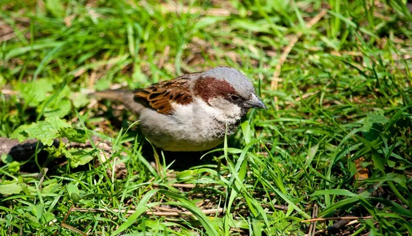 Vrabec v trávě — Stock fotografie