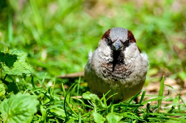 Sparrow in the grass — Stock Photo, Image
