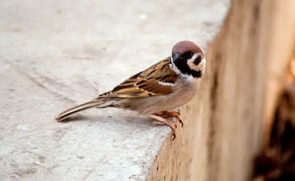 Sparrow on the wall — Stock Photo, Image