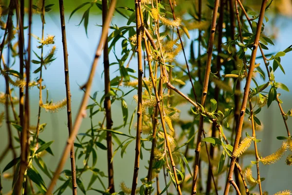 Branches de saule avec des fleurs — Photo