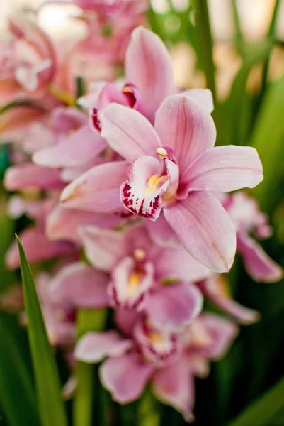 Orchidacee rosa — Foto Stock
