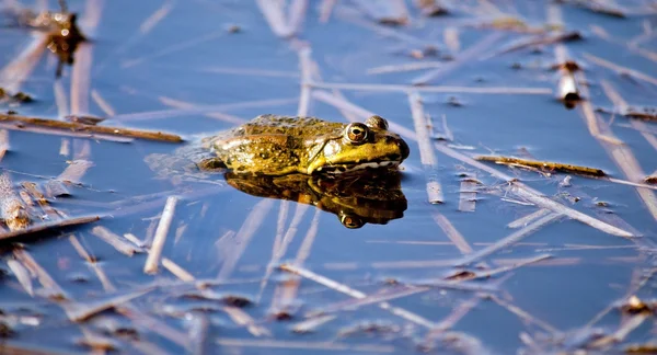 stock image Frog in the water (diplasiocoela)