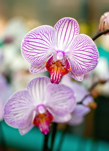 Orquídeas púrpuras Fotos de stock libres de derechos