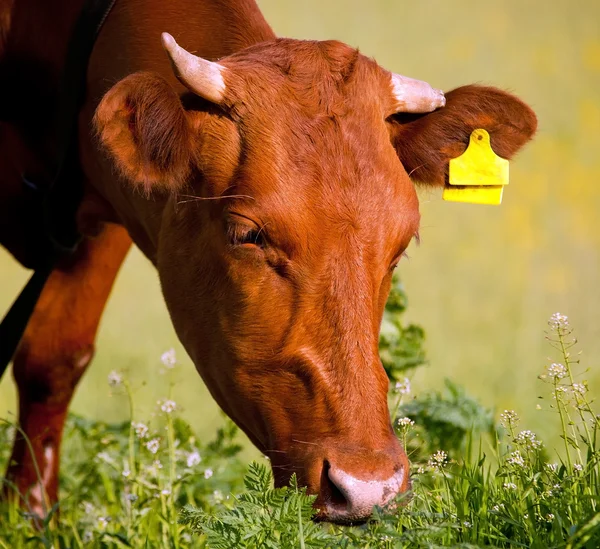 Vaca comendo grama Imagem De Stock