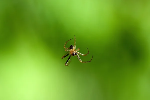 Kleine Spinne — Stockfoto