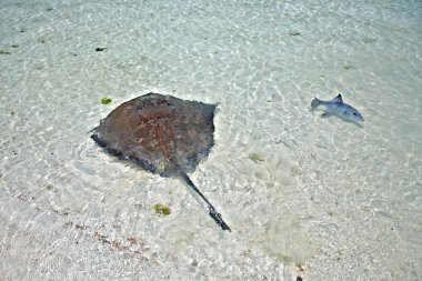 Stingray and triggerfish in a shallow water clipart