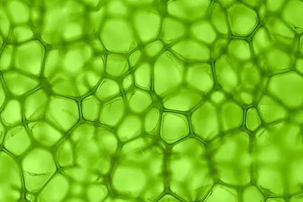 Tło komórki zielony — Zdjęcie stockowe