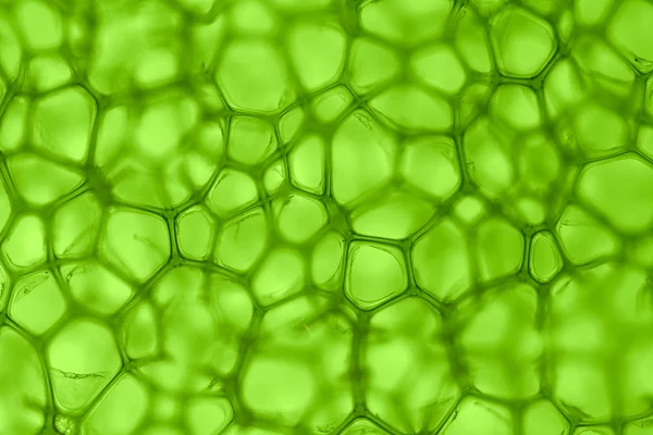 녹색 셀 배경 — 스톡 사진