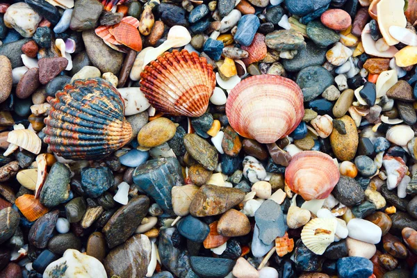 stock image Arc of shells