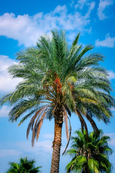 Palm tree Stock Picture